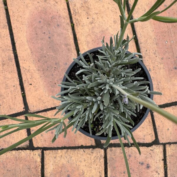 Lavender 'Grosso' 0.5L