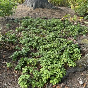 Pachysandra terminalis 'Green Sheen' Japanese spurge 1.5L