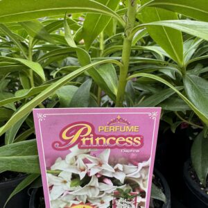 Daphne 'Perfume Princess' 2L