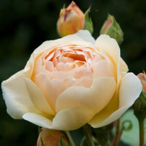 Rose 'Jude the Obscure'