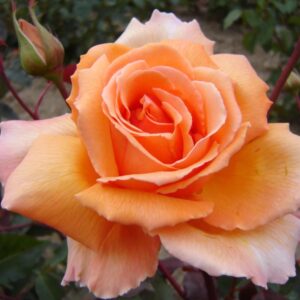 Rose 'Just Joey'