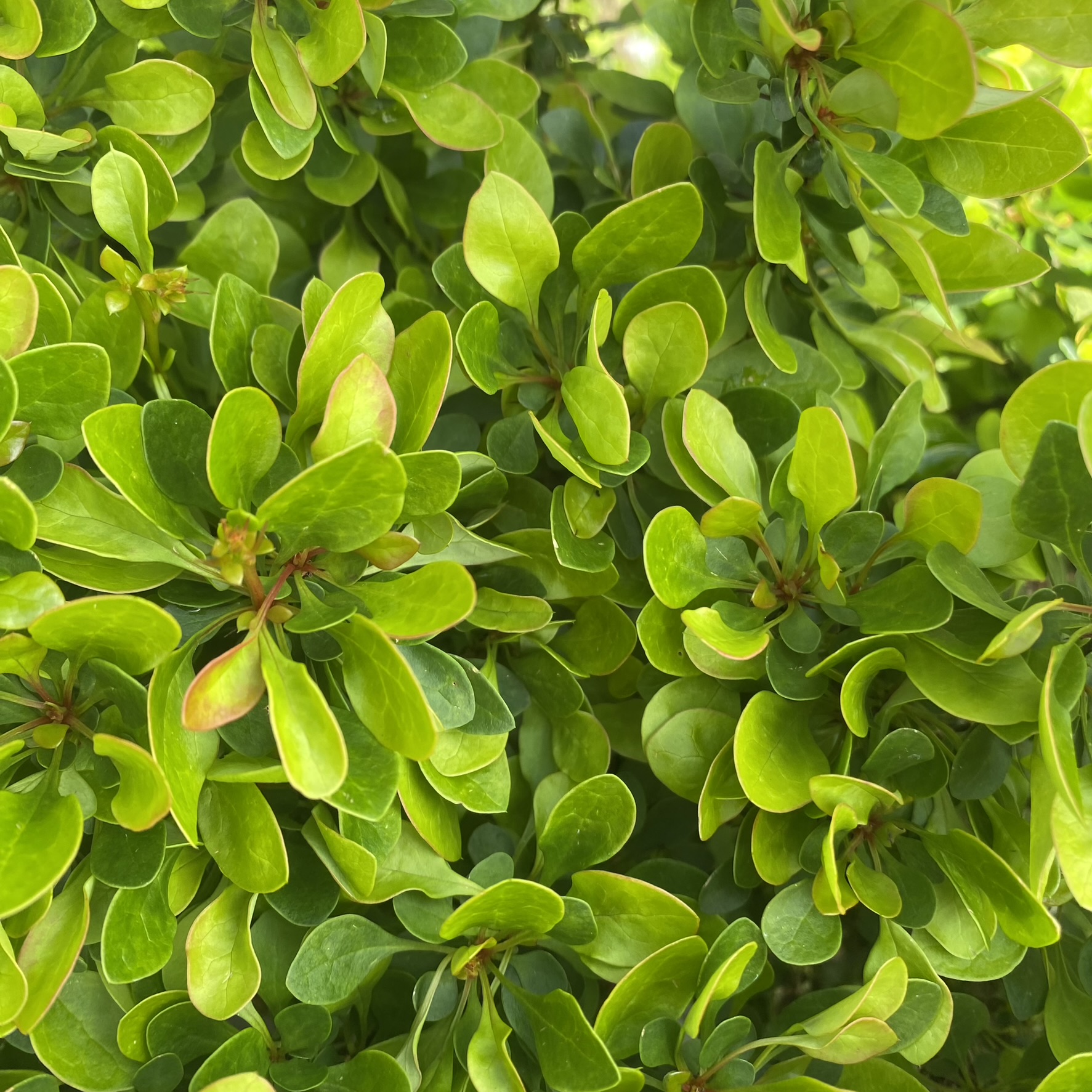 Berberis ‘Kobold’ 2L - Lushingtons