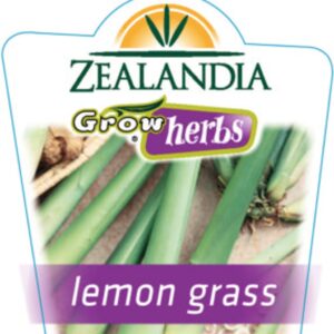 Lemon Grass Herb 10cm pot