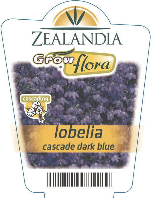 Lobelia 'Cascade Dark Blue' 6Pack - Lushingtons