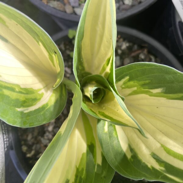 Hosta 'Loyalist'-