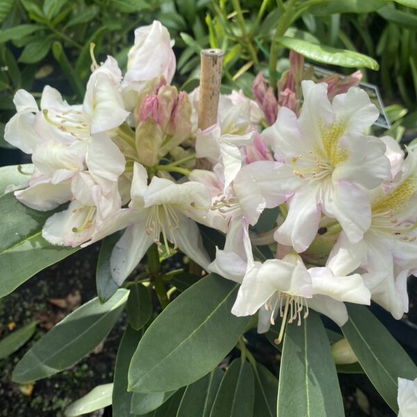 Rhododendron 'Milkmaid' pb8
