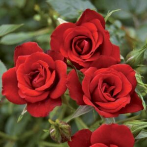 Rose 'My Sister'