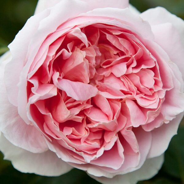 Rose NZ Gardener