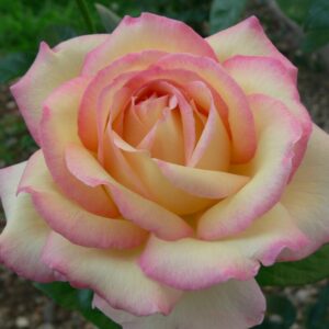 Rose 'Peace'