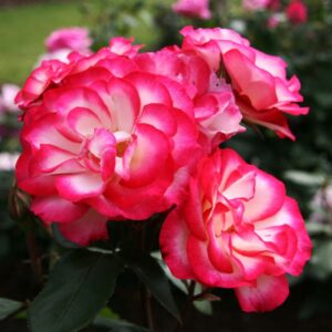 Rose Raspberry Ice TO