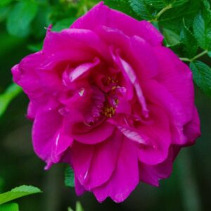 Rose 'Roseraie De'l Hay'