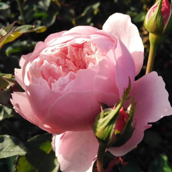 Rose 'The Alnwick Rose'