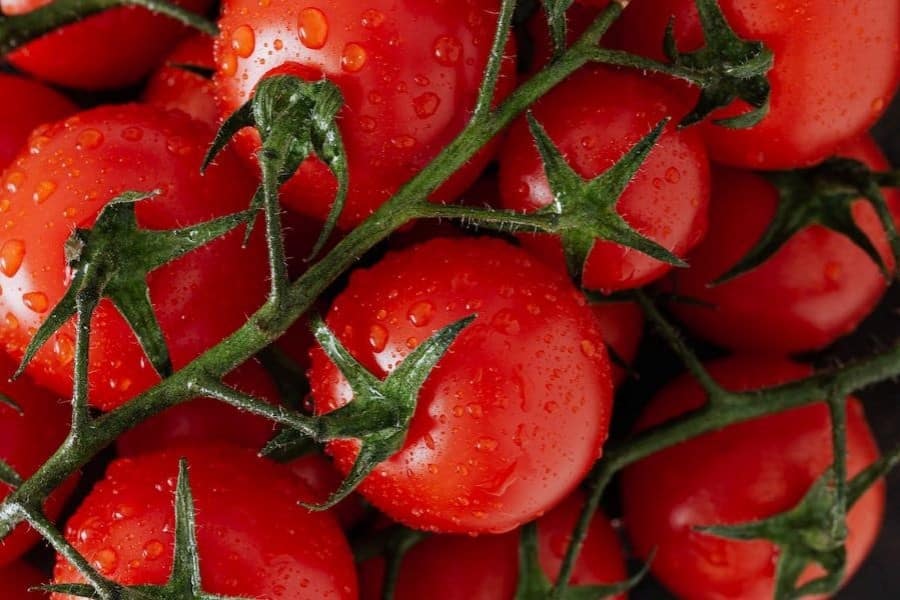 tomato november (1)
