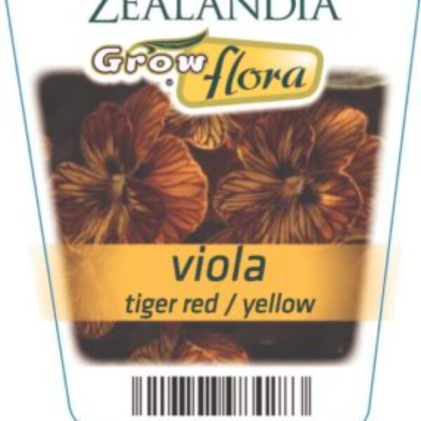 Viola 'Tiger Red & Yellow' 6pack